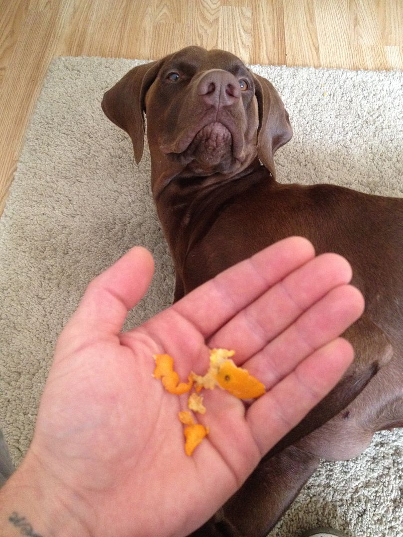 Are satsumas bad for dogs?... UK Pet Forums Forum